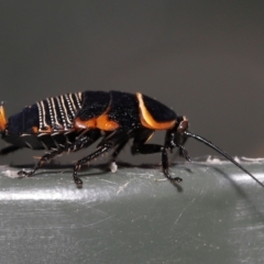 Ellipsidion australe at Evatt, ACT - 1 Dec 2021 08:05 AM