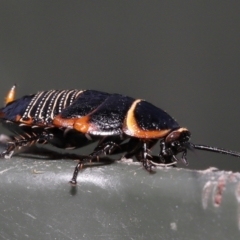 Ellipsidion australe at Evatt, ACT - 1 Dec 2021