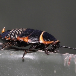 Ellipsidion australe at Evatt, ACT - 1 Dec 2021 08:05 AM