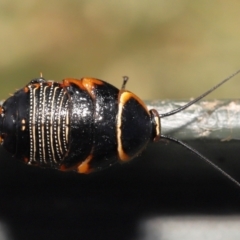 Ellipsidion australe at Evatt, ACT - 1 Dec 2021 08:05 AM