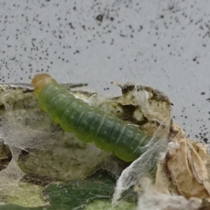 Lepidoptera unclassified IMMATURE moth at Reid, ACT - 28 Nov 2021