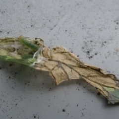 Lepidoptera unclassified IMMATURE moth at Reid, ACT - 28 Nov 2021