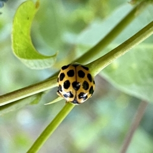 Harmonia conformis at O'Connor, ACT - 29 Nov 2021 06:37 PM