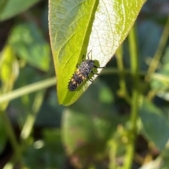 Harmonia conformis (Common Spotted Ladybird) at O'Connor, ACT - 29 Nov 2021 by AndrewCB