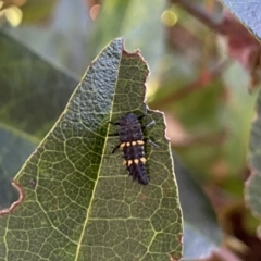 Harmonia conformis at O'Connor, ACT - 29 Nov 2021 06:37 PM