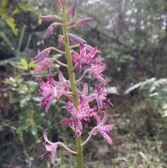 Dipodium variegatum (Blotched Hyacinth Orchid) at Vincentia, NSW - 30 Nov 2021 by AnneG1