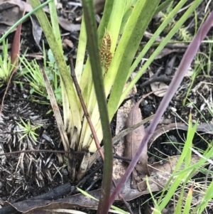 Thelymitra simulata at Mount Clear, ACT - 1 Dec 2021