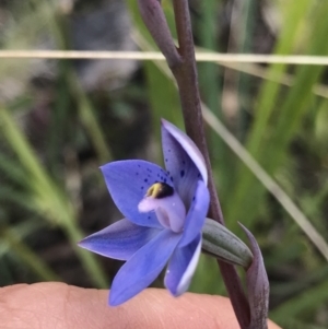 Thelymitra simulata at Mount Clear, ACT - suppressed