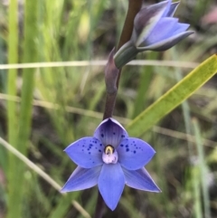 Thelymitra simulata at Mount Clear, ACT - suppressed