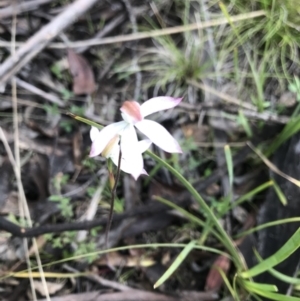 Caladenia moschata at Mount Clear, ACT - 1 Dec 2021