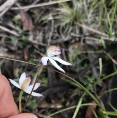 Caladenia moschata at Mount Clear, ACT - 1 Dec 2021