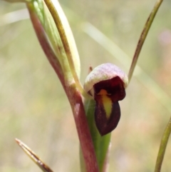 Orthoceras strictum (Horned Orchid) at Vincentia, NSW - 1 Dec 2021 by AnneG1