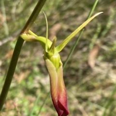 Cryptostylis subulata (Cow Orchid) at Vincentia, NSW - 1 Dec 2021 by AnneG1