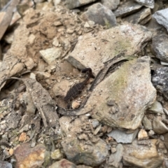 Lychas marmoreus (Little Marbled Scorpion) at Bruce, ACT - 1 Dec 2021 by AWH