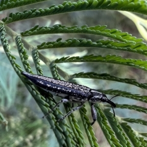 Rhinotia adelaidae at Murrumbateman, NSW - 1 Dec 2021