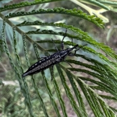 Rhinotia adelaidae at Murrumbateman, NSW - 1 Dec 2021