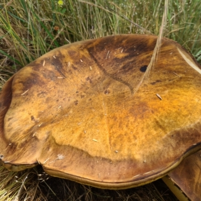 Phlebopus marginatus (Giant Bolete) at Paddys River, ACT - 1 Dec 2021 by Jiggy