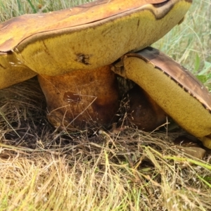 Phlebopus marginatus at Paddys River, ACT - 1 Dec 2021 11:13 AM