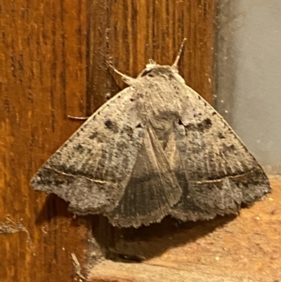 Simplicia caeneusalis (Herminiine moth) at Jerrabomberra, NSW - 1 Dec 2021 by Steve_Bok