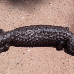 Tiliqua rugosa at Lake George, NSW - 1 Dec 2021