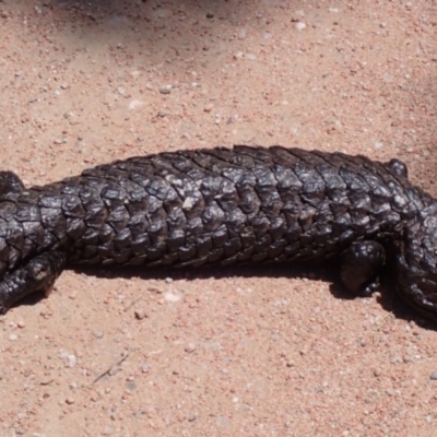 Tiliqua rugosa (Shingleback Lizard) at Lake George, NSW - 30 Nov 2021 by drakes