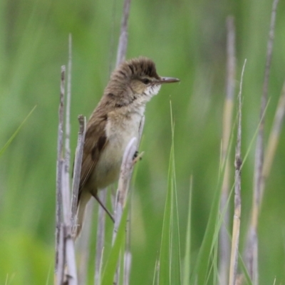 Acrocephalus australis (Australian Reed-Warbler) at Gordon, ACT - 1 Dec 2021 by RodDeb