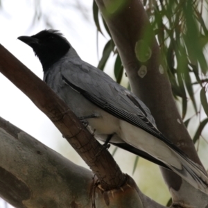 Coracina novaehollandiae at Gordon, ACT - 1 Dec 2021