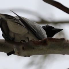 Coracina novaehollandiae at Gordon, ACT - 1 Dec 2021