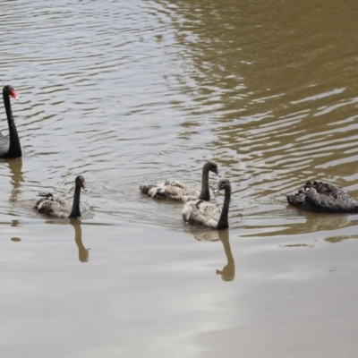 Cygnus atratus (Black Swan) at Gordon, ACT - 1 Dec 2021 by RodDeb