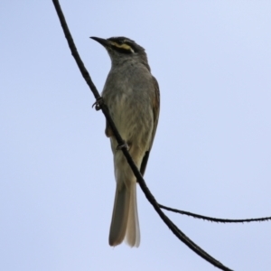 Caligavis chrysops at Gordon, ACT - 1 Dec 2021