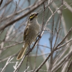 Caligavis chrysops at Gordon, ACT - 1 Dec 2021 12:53 PM