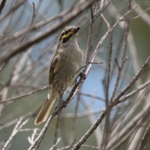 Caligavis chrysops at Gordon, ACT - 1 Dec 2021