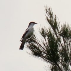 Lalage tricolor (White-winged Triller) at Point Hut Pond - 1 Dec 2021 by RodDeb