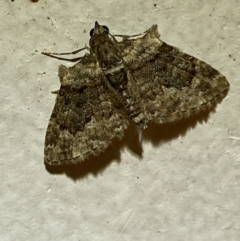 Phrissogonus laticostata (Apple looper moth) at Jerrabomberra, NSW - 1 Dec 2021 by Steve_Bok