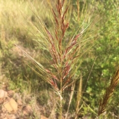 Austrostipa densiflora (Foxtail Speargrass) at Molonglo Valley, ACT - 1 Dec 2021 by dgb900