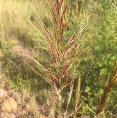 Austrostipa densiflora (Foxtail Speargrass) at Molonglo Valley, ACT - 1 Dec 2021 by dgb900