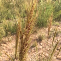 Austrostipa densiflora at Molonglo Valley, ACT - 1 Dec 2021