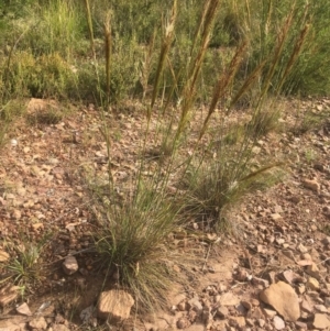 Austrostipa densiflora at Molonglo Valley, ACT - 1 Dec 2021