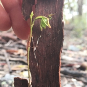 Caleana minor at Greenwich Park, NSW - 28 Nov 2021