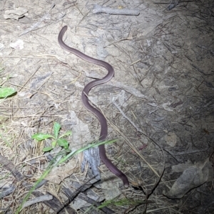 Anilios nigrescens at O'Connor, ACT - 1 Dec 2021 09:43 PM