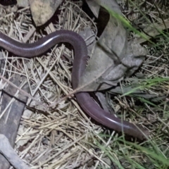 Anilios nigrescens at O'Connor, ACT - 1 Dec 2021 09:43 PM