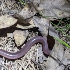 Anilios nigrescens at O'Connor, ACT - 1 Dec 2021