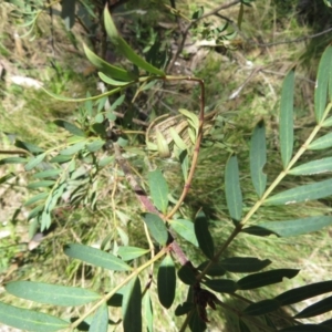 Polyscias sambucifolia at Cotter River, ACT - 29 Nov 2021 12:43 PM