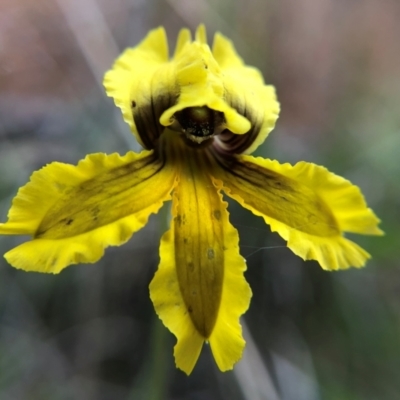 Goodenia paradoxa (Spur Goodenia) at Tennent, ACT - 27 Nov 2021 by Nikki