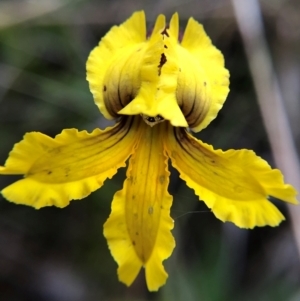 Goodenia paradoxa at Tennent, ACT - 27 Nov 2021 03:00 PM