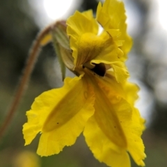 Goodenia paradoxa at Tennent, ACT - 27 Nov 2021 03:00 PM