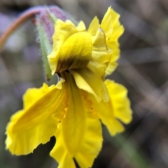 Goodenia paradoxa at Tennent, ACT - 27 Nov 2021 03:00 PM