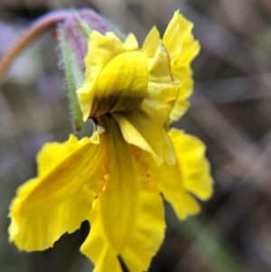 Goodenia paradoxa at Tennent, ACT - 27 Nov 2021 03:00 PM