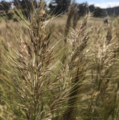 Austrostipa densiflora (Foxtail Speargrass) at Watson, ACT - 2 Dec 2021 by MMV