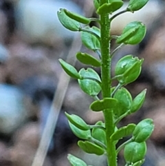 Lepidium africanum (Common Peppercress) at Lyneham, ACT - 2 Dec 2021 by trevorpreston